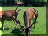 100_0782.JPG (134953 Byte)